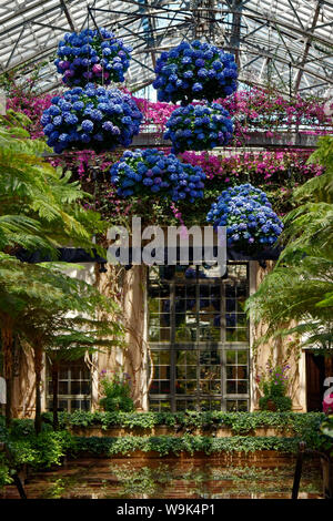 Garten im Display, Halle; große Hängepflanzen; Blaue Hortensie Blumen; Wasser; Reflexionen, Fenster, Glas dach; Palmen, Longwood Ga Stockfoto