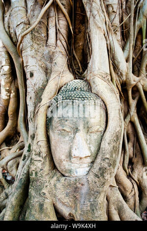 Großer Stein Buddha Kopf in Feigenbaum Wurzeln, Wat Mahathat, Ayutthaya, UNESCO-Weltkulturerbe, Thailand, Südostasien, Asien Stockfoto