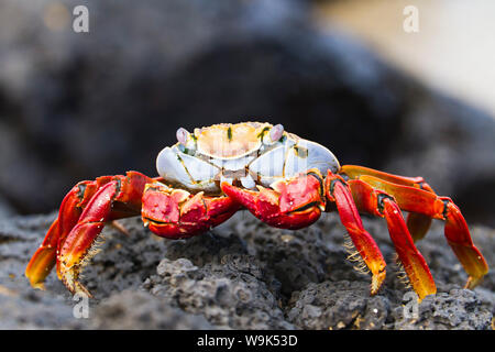 Sally lightfoot Krabben (Grapsus Grapsus), Cerro Dragon, Santa Cruz Island, Galapagos-Inseln, Ecuador, Südamerika Stockfoto