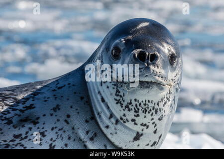 Erwachsenen Leopard seal (Hydrurga Leptonyx) auf dem Eis in Cierva Cove, antarktische Halbinsel, Antarktis, Südlicher Ozean, Polarregionen Stockfoto