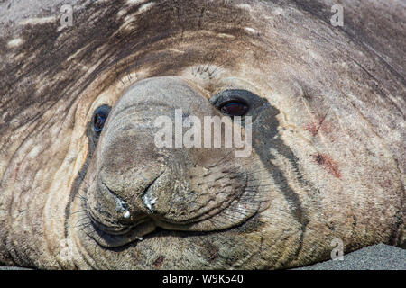 Südlichen See-Elefanten (Mirounga Leonina) bull, Gold Harbour, Südgeorgien, Süd-Atlantik, Polarregionen Stockfoto