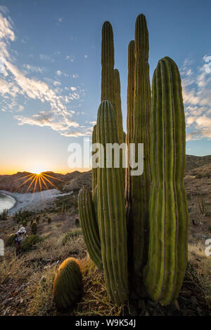 Eine mexikanische Riese cardon Kaktus (Pachycereus pringlei) bei Sonnenuntergang auf der Isla Santa Catalina, Baja California Sur, Mexiko, Nordamerika Stockfoto