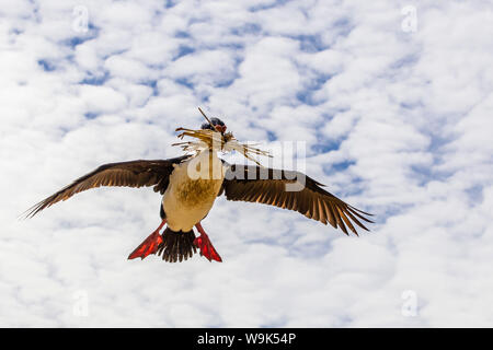 Imperial Shag (Phalacrocorax Atriceps Albiventer) im Flug, New Island, Falkland-Inseln, Süd-Atlantik, Süd-Amerika Stockfoto