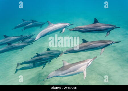 Hawaiian Spinner Delfine (Stenella longirostris), AuAu Kanal, Maui, Hawaii, Vereinigte Staaten von Amerika, Pazifik Stockfoto