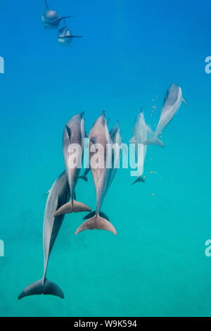 Hawaiian Spinner Delfine (Stenella longirostris), AuAu Kanal, Maui, Hawaii, Vereinigte Staaten von Amerika, Pazifik Stockfoto