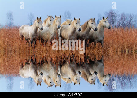 Camargue Pferde in den Sumpf, Camargue, Bouches du Rhône, Provence, Frankreich, Europa Stockfoto