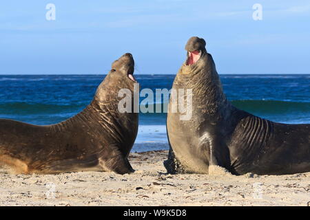 Zwei Südliche See-Elefant (Mirounga leonina leonina) Bullen hinten bis Dominanz zu etablieren, Sea Lion Island, Falkland Inseln, Südamerika Stockfoto