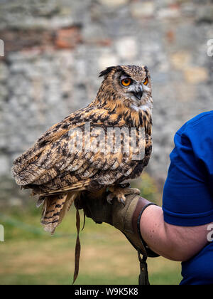 Uhu mit Handler Stockfoto