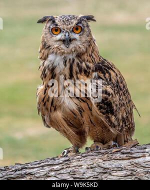 Eurasische Adler-Eule Stockfoto