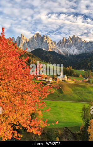 Red Cherry Bäume im Herbst Farbe der Landstraße rund um St. Magdalena Dorf, im Hintergrund die Geisler Berge, Val di Funes, Südtirol, Italien Stockfoto