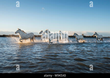 Wilde weiße Pferde laufen durch Wasser, Camargue, Frankreich, Europa Stockfoto