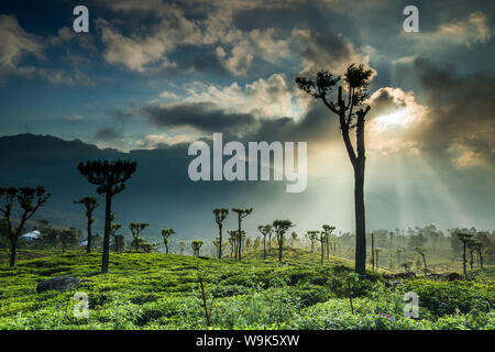 Tee-Plantage, Haputale, Badulla District, Uva Provinz, Sri Lanka, Asien Stockfoto