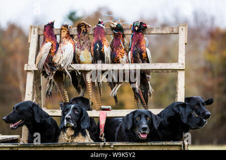 Jagdhunde, Buckinghamshire, England, Vereinigtes Königreich, Europa Stockfoto