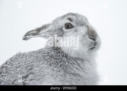 Schneehase (Lepus Timidus), Cairngorms, Schottland, Vereinigtes Königreich, Europa Stockfoto