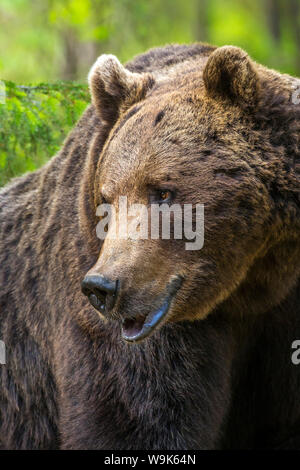 Porträt der Braunbär (Ursus arctos), Finnland, Skandinavien, Europa Stockfoto