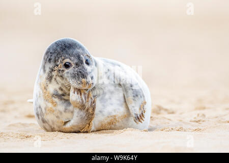 Kegelrobbe (Halichoerus grypus) pup, Sen monorom am Sea Beach, Norfolk, England, Vereinigtes Königreich, Europa Stockfoto