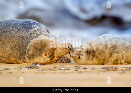 Kegelrobbe (Halichoerus grypus) Mutter und Welpen, Sen monorom am Sea Beach, Norfolk, England, Vereinigtes Königreich, Europa Stockfoto