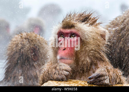 Japanischen Makaken (Snow Monkey) (Macata Fuscata), Jigokudani Yaen-Koen, Präfektur Nagano, Japan, Asien Stockfoto