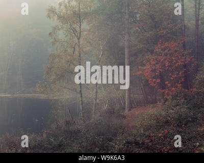 Herbst Nebel steigt in die Bäume rund um Tote See in Delamere Forest, Cheshire, England, Vereinigtes Königreich, Europa Stockfoto