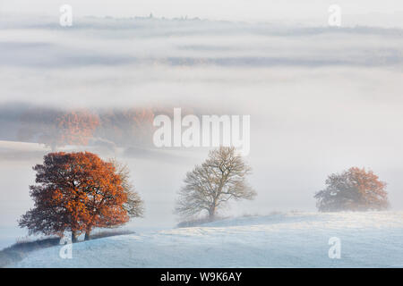Nebel fließt um die Bäume von Delamere Forest mit Herbst Farbe und Frost auf die Cheshire Plain, Cheshire, England, Vereinigtes Königreich, Europa Stockfoto