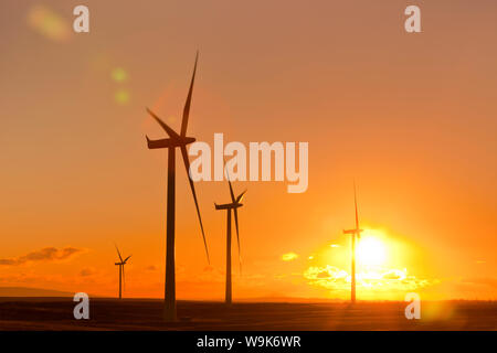 Windräder im Sonnenuntergang, Windpark Whitelee, East Renfrewshire, Schottland, Großbritannien, Europa Stockfoto