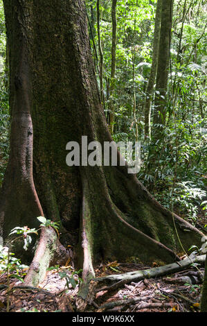 Das dichte Unterholz von Sträuchern und Bäumen im Hinterland regen Wald von Mary Caircross Scenic Reserve & Heiligtum in der Nähe von wangaratta auf der Sunshine Stockfoto