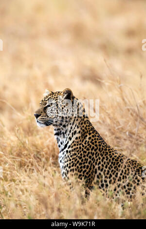 African Leopard (Panthera pardus pardus), Serengeti National Park, Tansania, Ostafrika, Südafrika Stockfoto