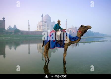 Kamel durch die Yamuna River mit dem Taj Mahal hinter, Weltkulturerbe der UNESCO, Agra, Uttar Pradesh, Indien, Asien Stockfoto