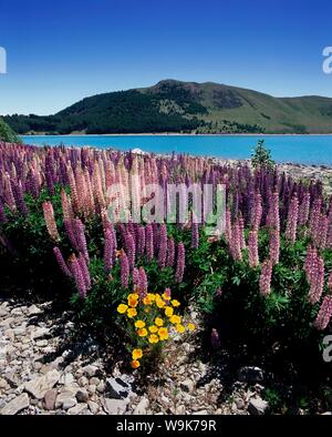 Wilde Blumen Lupine (Lupinus) neben den See Tekapo, Mackenzie Country, South Canterbury, Canterbury, Südinsel, Neuseeland, Pazifische Stockfoto