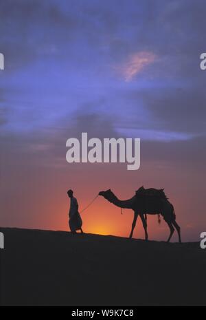Kamel Silhouette gegen den Sonnenuntergang, Thar-Wüste, in der Nähe von Jaisalmer, Rajasthan Zustand, Indien, Asien Stockfoto