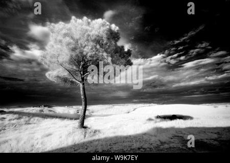 Infra Rot Bild eines Baumes vor dunklen Abendhimmel, in der Nähe von Pienza, Toskana, Italien, Europa Stockfoto