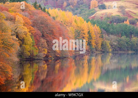 Herbstfärbung am Ufer des River Tummel in der Nähe von Pitlochry, Schottland, Vereinigtes Königreich, Europa Stockfoto