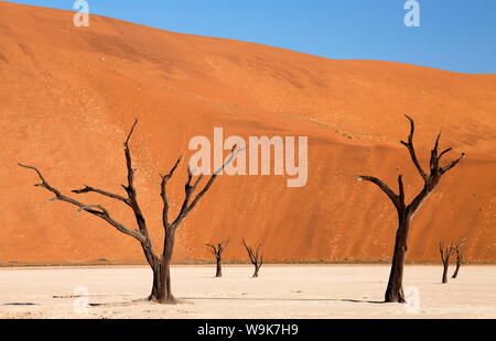 Tote Bäume sagten camelthorn Jahrhunderte alt Gegen das hoch aufragende orange Sand Dünen der Namib Wüste bei Dead Vlei, Wüste Namib, Namibia. Stockfoto