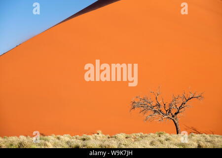 Tote Kamel Dornenbaum gegen den orangefarbenen Sand Elim Düne, Namib-Wüste in der Nähe von Sesriem, Namib Naukluft Park, Namibia, Afrika Stockfoto