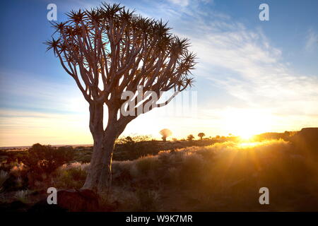Köcherbäume (Aloe Dichotoma), auch bezeichnet als Köcherbaum im Quivertree Forest auf der Farm Gariganus in der Nähe von Keetmanshopp, Namibia, Afrika Stockfoto