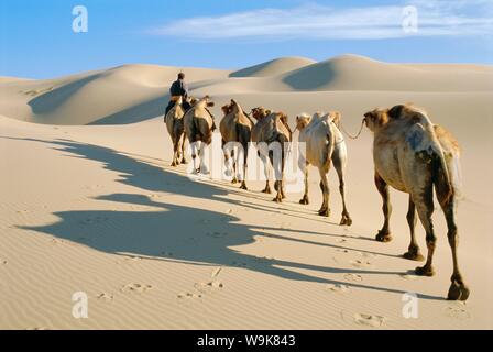 Kamel-Karawane, Omnogov, Mongolei, Wüste Gobi, Khongoryn Els Dünen Stockfoto