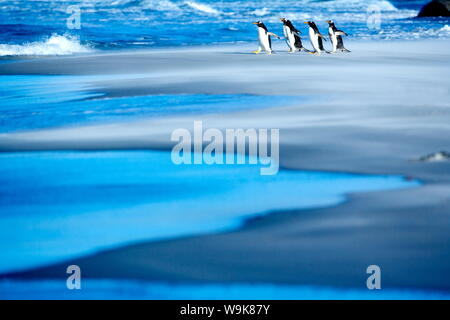 Gentoo Penguins (Pygocelis Papua Papua) gehen auf einen Strand, Sea Lion Island, Falkland Inseln, Südatlantik, Südamerika Stockfoto