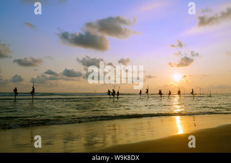Stelzenläufer Fischer, Dalawella, Sri Lanka, Indischer Ozean, Asien Stockfoto
