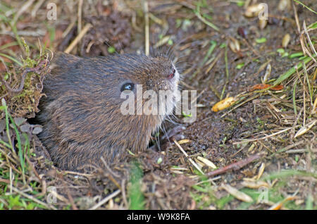 Wasser Vole Arvicola Amphibus Kopf aus dem Nest Loch Surrey Captive Stockfoto