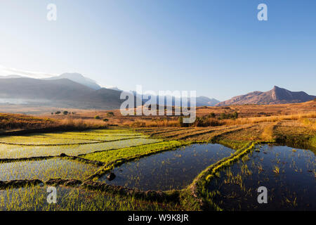 Anbau von Reis, Tsaranoro Tal, Ambalavao, Zentralbereich, Madagaskar, Afrika Stockfoto