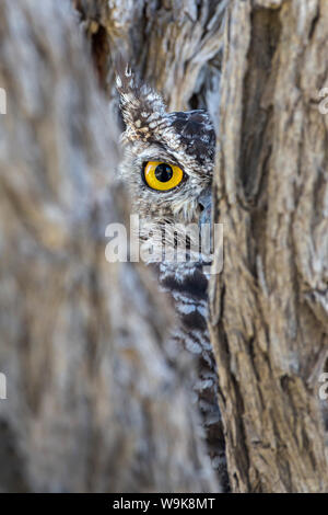 Gefleckte Uhu (Bubo africanus), Kgalagadi Transfrontier Park, Northern Cape, Südafrika, Afrika Stockfoto