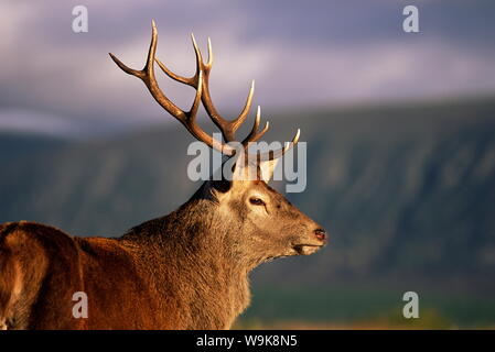 Rotwild-Hirsch (Cervus Elaphus), in Gefangenschaft, Highland Wildlife Park, Kingussie, Schottland, Vereinigtes Königreich, Europa Stockfoto