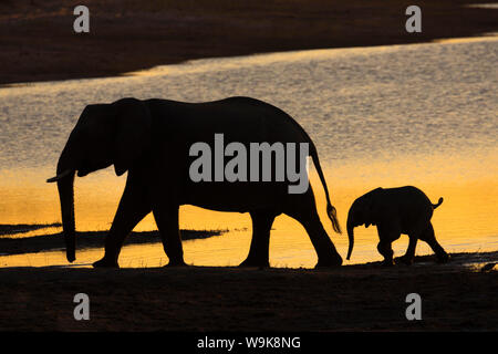 Afrikanischer Elefant (Loxodonta africana) bei Sonnenuntergang, Chobe River, Botswana, Afrika Stockfoto