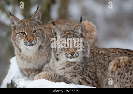 Nördlichen Luchs (Lynx Lynx Lynx), in Gefangenschaft, Highland Wildlife Park, Kingussie, Schottland, Vereinigtes Königreich, Europa Stockfoto