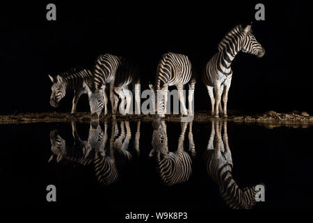 Ebenen Zebras (Equus quagga) Alkoholkonsum in der Nacht, Zimanga Private Game Reserve, KwaZulu-Natal, Südafrika, Afrika Stockfoto