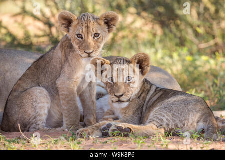 Der löwinnen (Panthera leo), Kgalagadi Transfrontier Park, Northern Cape, Südafrika, Afrika Stockfoto