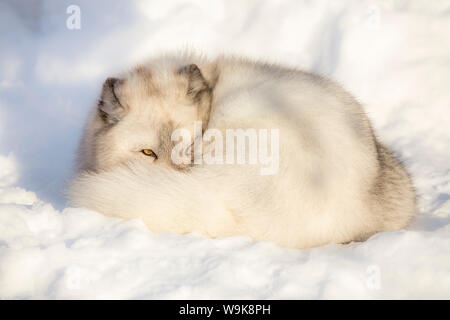 Polarfuchs Vixen (Vulpes lagopus), Captive, Highland Wildlife Park, Kingussie, Scottish Highlands, Schottland, Großbritannien, Europa Stockfoto