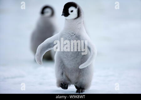 Kaiserpinguin-Küken (Aptenodytes Forsteri), Snow Hill Island, Weddellmeer, Antarktis, Polarregionen Stockfoto