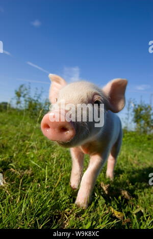 Hausschwein (Sus Scrofa Domesticus), Bynde, Nordrhein Westfalen, Deutschland Stockfoto