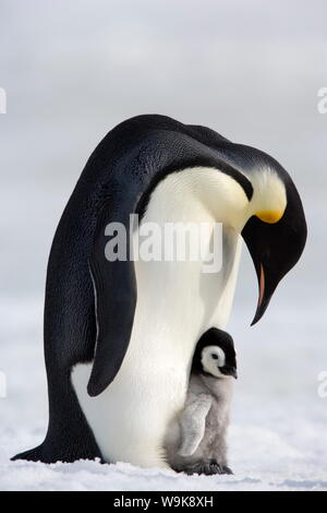 Kaiserpinguin (Aptenodytes Forsteri) und Küken, Snow Hill Island, Weddellmeer, Antarktis, Polarregionen Stockfoto